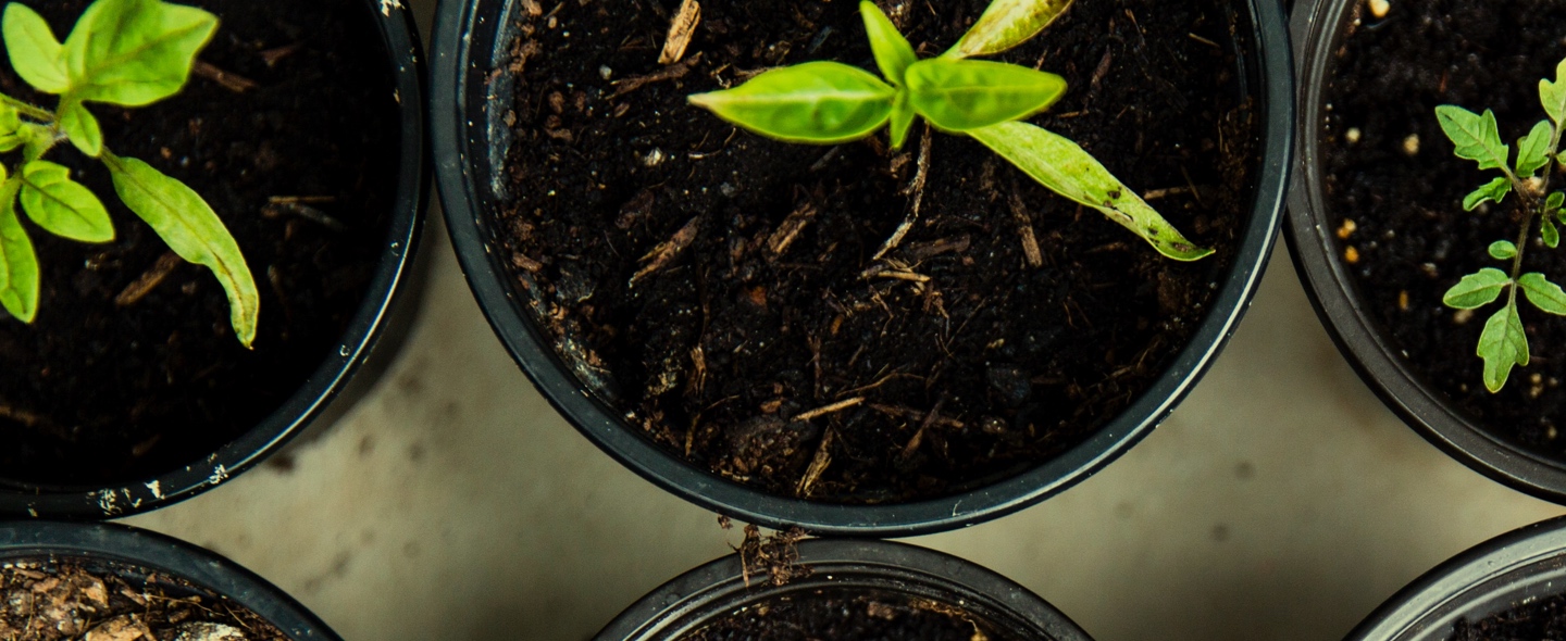 Cabecera cursos jardinería
