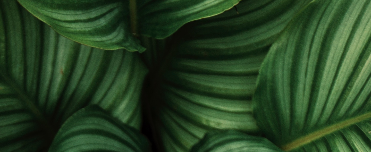 Fondo Plantas