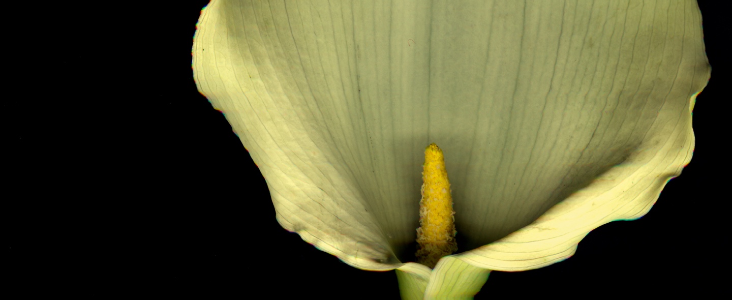 Flores para entierros