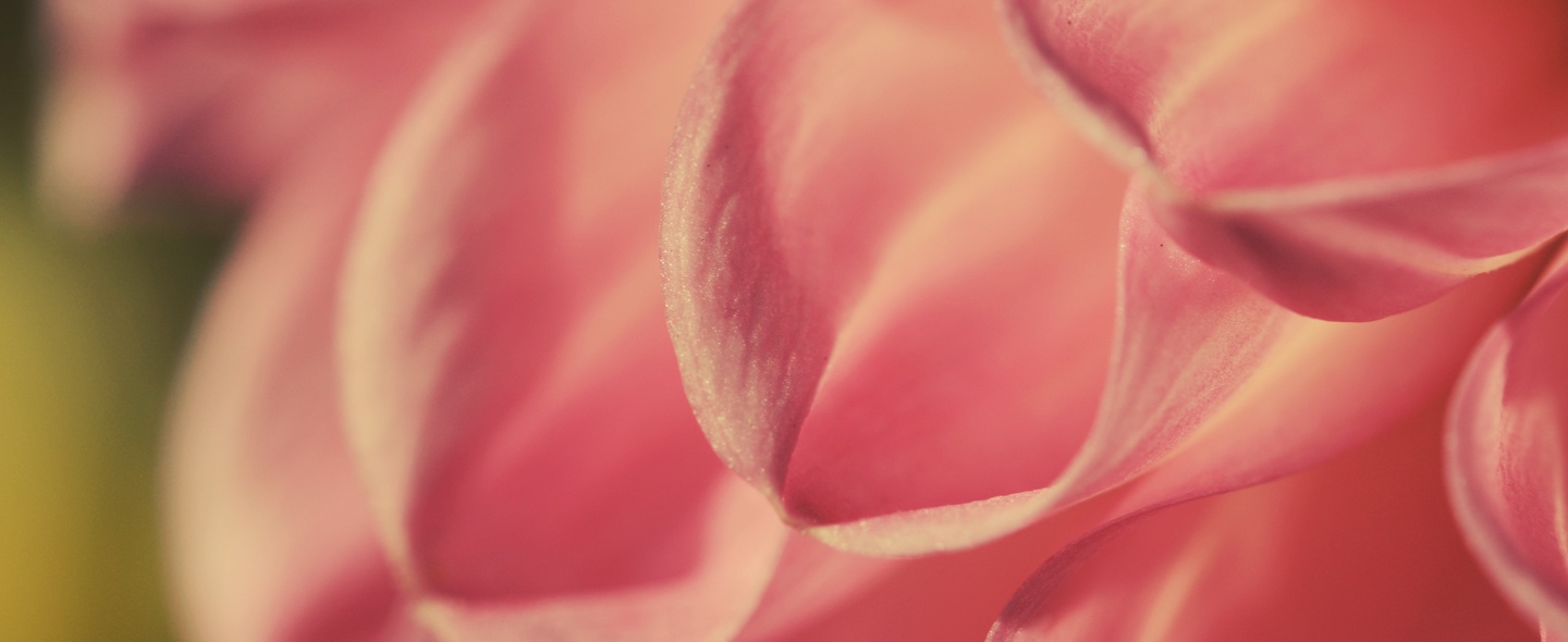 Flores para nacimientos