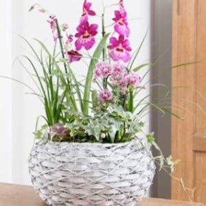 Orquídea grupo