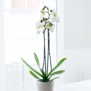 Orquídea