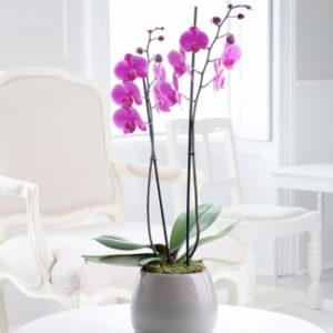 Orquídea 03