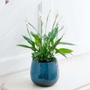 Planta para el hogar