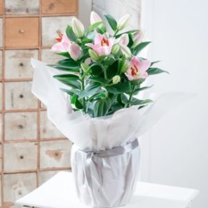 Planta para el hogar