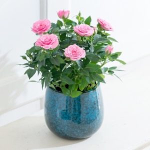 Planta para el hogar